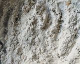 A picture of step 1 of Crispy kali.