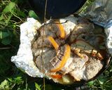 Tavaszi diszkosz, ahogy mi szeretjük recept fázis 6 fotója