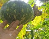 उत्तराखंड की पहाड़ी दही वाला कद्दू 🎃🌿 रेसिपी चरण 1 फोटो