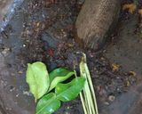 Foto langkah ke 3 dari resep Rawon daging sapi.
