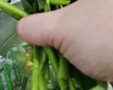 Foto langkah ke 5 dari resep Sayur Asem Malang-an.