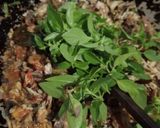 Foto langkah ke 6 dari resep Tongkol Suwir Kemangi Cabe Ijo.