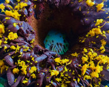 Foto del paso 6 de la receta: BUDÍN DE #MANDARINA🍊CON 🍫CHOCOLATE 🍊🍩🧉🍊🍩☕️🍊🍩🧉