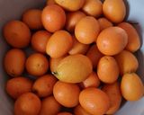 Foto del paso 2 de la receta: Copitas de kinotos y queso tipo Feta 🐐 Shots de kumquat y queso estilo griego Feta de cabra 🐐