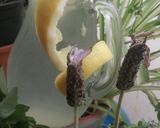Une image de l'étape 8 de Sirop citron miel camomille 🍯.