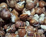 Foto del paso 2 de la receta: Caracoles en salsa