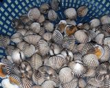 Foto langkah ke 2 dari resep 27. Kerang Saus Padang.
