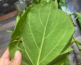 Hình bước làm 1 của món Lá ngón xào trứng (loai lá ngón ăn được nhé)