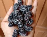 Foto langkah ke 4 dari resep Mulberry Sorbet.