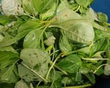 Foto langkah ke 4 dari resep Sayur Bobor.