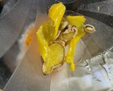 Foto del paso 2 de la receta: 💫 Damascos en almíbar especiales 💫 Listos en menos de 10 minutos ⏳ Conserva de damascos