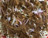 A picture of step 9 of Homemade Gurasa.