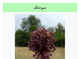 عدسی صبحانه