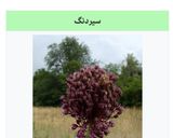 عکس مرحله 3 از دستور عدسی صبحانه