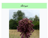 عکس مرحله 3 از دستور عدسی صبحانه