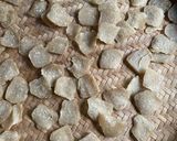 Foto langkah ke 10 dari resep Krupuk Nasi Ikan Peda / Gendar Ikan Peda.