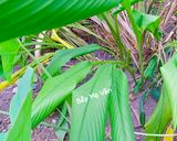 Hình bước làm 1 của món Thịt ba chỉ kho củ nghệ và lá nghệ