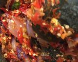 Foto langkah ke 2 dari resep Sambal bawang ebi.