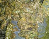 A picture of step 13 of Stuffed masala karela / bittergourd.