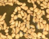 A picture of step 4 of Indian snack (crisp sphere with flavoured water/curd mixture).