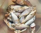 Foto langkah ke 1 dari resep Ikan goreng dan gudeg nangka.
