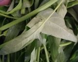 Foto langkah ke 1 dari resep Tumis Kangkung Teri Nasi (Teri Medan).