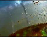 A picture of step 6 of Aloo mattar ka salan.