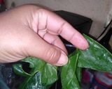A picture of step 3 of Flour Tortillas with Nopal and Spinach.