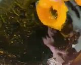 A picture of step 5 of Cheetos Onion 🧅 Rings.