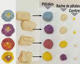 Petit Nerikiri Wagashi: "la pensée" étape de la recette 4 photo