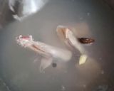 A picture of step 1 of Chicken soup.