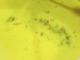 Golden Milk / Turmeric Latte