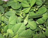 A picture of step 1 of Methi gota.