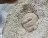 Foto del paso 2 de la receta: Pan árabe con harina integral