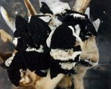A picture of step 1 of Oreo Shake.