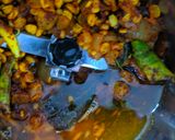 A picture of step 3 of Maysore chutney with imli.