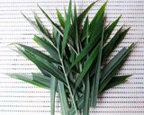 Hình bước làm 1 của món GÀ hấp nước mắm nhĩ