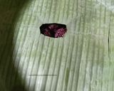 Foto langkah ke 5 dari resep Tape Ketan Hitam.