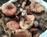 Foto del paso 1 de la receta: Rebollones al ajillo