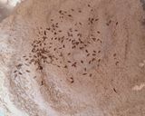 ચાપડી તાવો (Chapdi Tavo Recipe In Gujarati) રેસીપી સ્ટેપ4ફોટો