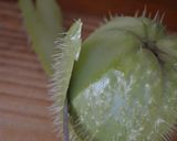 Foto del paso 2 de la receta: Chayote silvestre o papa del aire frita