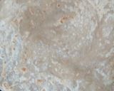 A picture of step 7 of Kurkura khasta paratha.