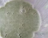 Foto del paso 1 de la receta: Crepas de espinacas