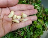 Hình bước làm 3 của món Nộm rau má