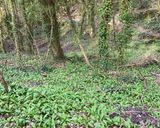 A picture of step 1 of Nutty Wild garlic pesto and feta pasta 🍝.