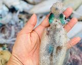 Hình bước làm 1 của món Mực Mắm Nhĩ