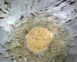A picture of step 6 of Bread vadapav sandwich.