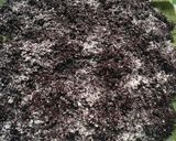 Foto langkah ke 5 dari resep Tape uli ketan hitam ala betawi.