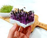 苜蓿芽沙拉/芽菜沙拉/與孩子一起享受種植樂趣與收成😊的食譜步驟3照片