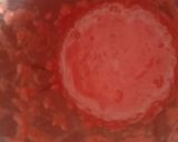 A picture of step 2 of Tamatri Punjabi chole.